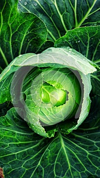 A Cabbage upclose