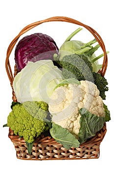 Cabbage varieties