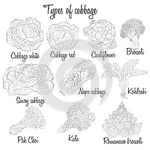 Cabbage varieties. Free style illustration.