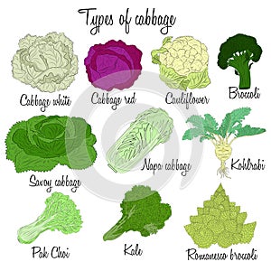Cabbage varieties. Free style illustration.
