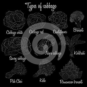 Cabbage varieties. Free style illustration.