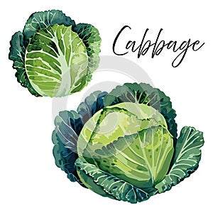 Cabbage vector illustration.