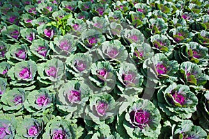 Green cabbage vegetable row background