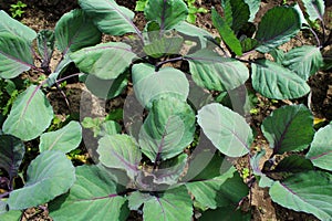 Cabbage on a vegetable bed