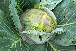 Cabbage on a vegetable bed