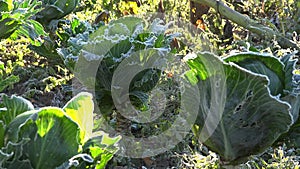 Cabbage vegetable bed with first autumn frost in garden. 4K