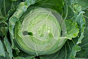 Cabbage in the vegetable farm.