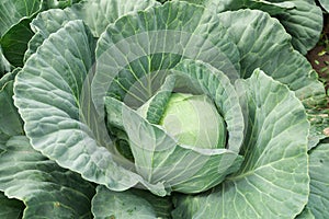 Cabbage vegetable in field