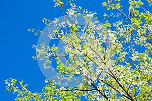 Cabbage vegetable and food background