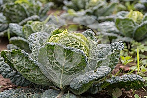 Cabbage in vegetable growing - savoy cabbage