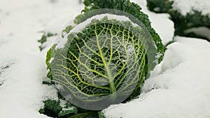 Cabbage vegetable winter field savoy snow covered frost bio detail leaves leaf heads Brassica oleracea sabauda close-up