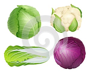 Cabbage. Vegetarian fresh healthy food nature plants agricultural ingredients green salad vector realistic illustrations