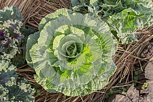 Cabbage with warm sunlight