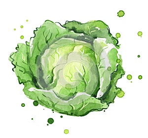Cabbage watercolor illustration