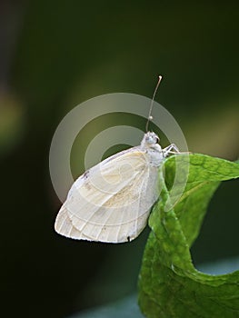 Cabbage whilte butterfly clinging to a leaf