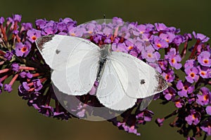 Cabbage White Butterfly