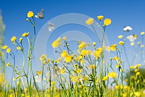 Cabbage white butterfly