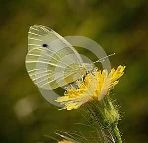 Cabbage White Butterfly