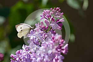 Cabbage white butterfly