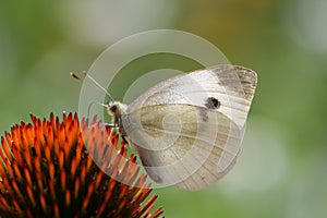 Cabbage White Butterfly