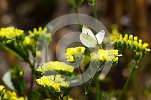 Cabbage white butterfly with black dots on its wings sits on a yellow limonium flower and collects pollen. Pieris brassicae