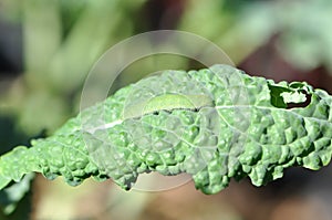 Cabbage White Butterfly and Cabbage Moth larvae caterpillar in full sun