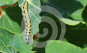 Cabbage white butterfly caterpilla.