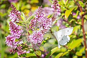 Cabbage White Butterfly Feeding On Hebe Wiri Charm Flowers, Romsey, Victoria, Australia, October 2020