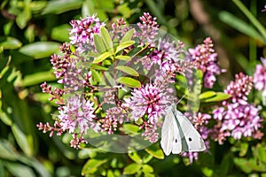 Cabbage White Butterfly Feeding On Hebe Wiri Charm Flowers, Romsey, Victoria, Australia, October 2020