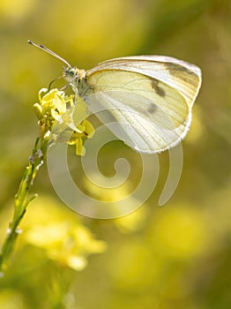 Cabbage White butterfly feeding on mustard flower