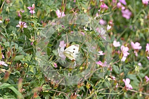 Cabbage white butterfly on a flower