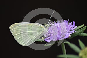 Cabbage white butterfly on a flowering Scabious (Scabiosa columbaria)