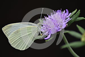 Cabbage white butterfly on a flowering Scabious (Scabiosa columbaria)