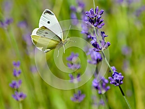 Cabbage white butterfly flying to lavender flower