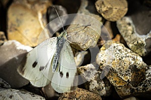 A Cabbage White Butterfly On Gravel