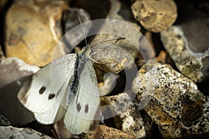 A Cabbage White Butterfly On Gravel