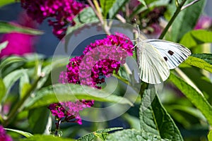 Cabbage white butterfly, green veined white butterfly, feeds on nectar of pink flowering butterfly bush - Buddleja davidii