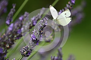 Cabbage White Butterfly in Lavender