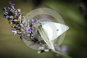 A Cabbage White Butterfly On Lavender