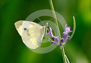 Cabbage White Butterfly On Lavender