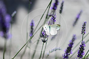 Cabbage white butterfly on a lavender flower