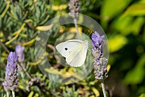 Cabbage White Butterfly on Lavender Flowers