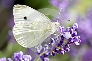 Cabbage White Butterfly on Lavender Plant