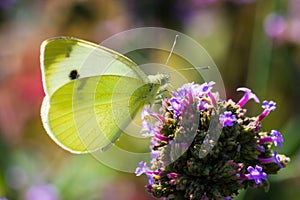 Cabbage white butterfly on mountain mint