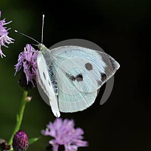 Cabbage White butterfly. Pieris brassicae