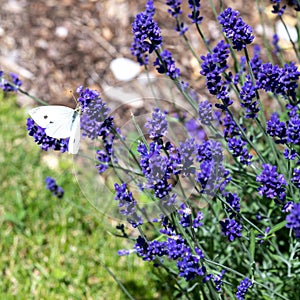 Cabbage white butterfly - Pieris Brassicae - sitting on blu lavender flower