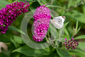 Cabbage white butterfly - Pieris Brassicae - sitting on pink flowering butterfly bush - Buddleja davidii