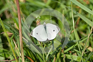 Cabbage white Butterfly  Pieris rapae