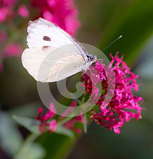 cabbage white butterfly pieris rapae on a centranthus ruber blossom