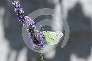 Cabbage white butterfly on a lavender flower